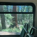 images/bike_usa_2019/giorno09-sequoie/0162694E-8C88-4CAB-BD5E-73559B8306D9_1_105_c-thumb.jpeg