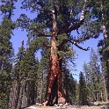 images/bike_usa_2019/giorno09-sequoie/08889C3D-584C-4A55-8274-99FE0984FBB5_1_105_c-thumb.jpeg