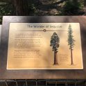 images/bike_usa_2019/giorno09-sequoie/09711772-B031-4D3A-8BFA-3BC202ACEE83_1_105_c-thumb.jpeg