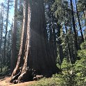 images/bike_usa_2019/giorno09-sequoie/0AFE0A04-A5D4-4207-ADC7-EF7286A683E2_1_105_c-thumb.jpeg