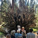 images/bike_usa_2019/giorno09-sequoie/13B7B014-2A03-4BD2-9532-DF14907EF325_1_105_c-thumb.jpeg