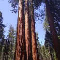 images/bike_usa_2019/giorno09-sequoie/149FCDC9-3177-4CB8-B314-B0193882EC62_1_105_c-thumb.jpeg