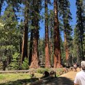 images/bike_usa_2019/giorno09-sequoie/16C58C34-2C10-44F2-8D57-3FA87982DC8E_1_105_c-thumb.jpeg