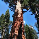 images/bike_usa_2019/giorno09-sequoie/16E6AFE4-5A25-45C7-98ED-98CCE80E74B0_1_105_c-thumb.jpeg