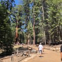 images/bike_usa_2019/giorno09-sequoie/175DFDDF-CF93-49ED-A165-CBF50380CBCE_1_105_c-thumb.jpeg