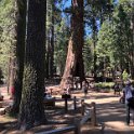 images/bike_usa_2019/giorno09-sequoie/1BBC5309-99D7-41C6-BB42-478FCD3D34CD_1_105_c-thumb.jpeg