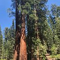 images/bike_usa_2019/giorno09-sequoie/1C1D7619-976E-47A3-8D58-379E76F2D742_1_105_c-thumb.jpeg