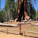 images/bike_usa_2019/giorno09-sequoie/1DC4C241-7D2B-4137-A37E-2A18025396C4_1_105_c-thumb.jpeg