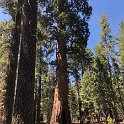 images/bike_usa_2019/giorno09-sequoie/2AE982AE-FF4C-4575-8A00-B203DF6D9426_1_105_c-thumb.jpeg