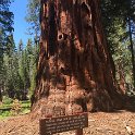 images/bike_usa_2019/giorno09-sequoie/395F4981-8C3F-40DE-88CC-6A7BC7BBF3C3_1_105_c-thumb.jpeg