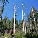 images/bike_usa_2019/giorno09-sequoie/3FE56809-826C-4EA7-9107-E2B69E0C3393_1_105_c-thumb.jpeg