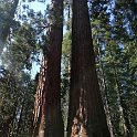 images/bike_usa_2019/giorno09-sequoie/454B7F60-DF36-4937-8AC0-98EDB45FD891_1_105_c-thumb.jpeg