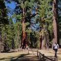 images/bike_usa_2019/giorno09-sequoie/467A6C64-7AA6-41D2-ACB4-FDC136EEAA72_1_105_c-thumb.jpeg