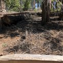 images/bike_usa_2019/giorno09-sequoie/4ACF7837-2DF0-4B82-8029-7D40DA76126E_1_105_c-thumb.jpeg