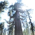 images/bike_usa_2019/giorno09-sequoie/4DD3D39C-1DDC-4C4B-B664-3502EAE5B3F0_1_105_c-thumb.jpeg