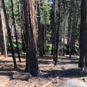 images/bike_usa_2019/giorno09-sequoie/55951385-232E-4907-B51A-5D728BFBD500_1_105_c-thumb.jpeg