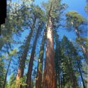 images/bike_usa_2019/giorno09-sequoie/5AFE183B-4A62-4022-B6EC-BA0AE8A09243_1_105_c-thumb.jpeg