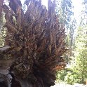 images/bike_usa_2019/giorno09-sequoie/5C464AE2-8693-4282-882E-B67FDB978FF1_1_105_c-thumb.jpeg