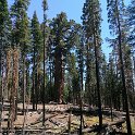 images/bike_usa_2019/giorno09-sequoie/5F82AD62-0641-4B65-B9D5-19E2E1012FAC_1_105_c-thumb.jpeg