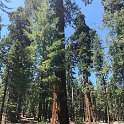 images/bike_usa_2019/giorno09-sequoie/6021965F-E1BB-40D8-8A88-160017739BC6_1_105_c-thumb.jpeg