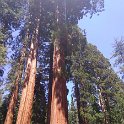 images/bike_usa_2019/giorno09-sequoie/616400A8-4F74-4D42-872D-A6B1BF768346_1_105_c-thumb.jpeg