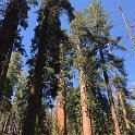 images/bike_usa_2019/giorno09-sequoie/636DBCAB-B723-4B1D-984E-A12188105AA9_1_105_c-thumb.jpeg