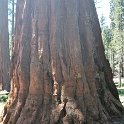 images/bike_usa_2019/giorno09-sequoie/63749CDA-CB2D-4A69-A12E-DCCC0515CB4A_1_105_c-thumb.jpeg