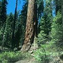 images/bike_usa_2019/giorno09-sequoie/6741316A-40D1-41F4-A1C4-2BEC7FF83760_1_105_c-thumb.jpeg