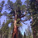 images/bike_usa_2019/giorno09-sequoie/68765F1B-0E23-4501-BFC4-A15C6EB7D148_1_105_c-thumb.jpeg