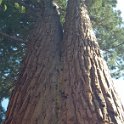 images/bike_usa_2019/giorno09-sequoie/6C2D15CE-80F4-4853-845C-0FBC4361172B_1_105_c-thumb.jpeg