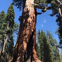 images/bike_usa_2019/giorno09-sequoie/71E8CE85-D915-46A1-AFEB-F3971D19E3C6_1_105_c-thumb.jpeg