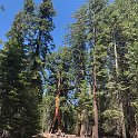 images/bike_usa_2019/giorno09-sequoie/75C5F879-BAC9-48FA-A460-DC0388FCF24B_1_105_c-thumb.jpeg