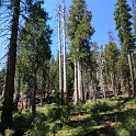 images/bike_usa_2019/giorno09-sequoie/79252B73-34AD-4306-A9F0-CA89AE9A6EBE_1_105_c-thumb.jpeg