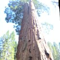 images/bike_usa_2019/giorno09-sequoie/7B3673D9-44EC-409C-B812-8D5D4A7B5977_1_105_c-thumb.jpeg