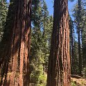 images/bike_usa_2019/giorno09-sequoie/7CF784BF-0010-48C6-B94B-7AF3593E45FB_1_105_c-thumb.jpeg