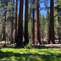 images/bike_usa_2019/giorno09-sequoie/7DE366AD-F501-4087-A188-B3B828B9E45C_1_105_c-thumb.jpeg