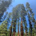 images/bike_usa_2019/giorno09-sequoie/7FADD20E-8BF8-4502-96FB-7006E8639F12_1_105_c-thumb.jpeg