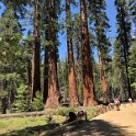 images/bike_usa_2019/giorno09-sequoie/7FAE57CA-A490-46A4-8BE4-68169377D3C4_1_105_c-thumb.jpeg