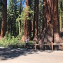 images/bike_usa_2019/giorno09-sequoie/803C763B-8ADB-4D0A-9848-76FDE77C291D_1_105_c-thumb.jpeg