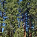 images/bike_usa_2019/giorno09-sequoie/8175D355-235A-454F-98E1-C7881708FBEF_1_105_c-thumb.jpeg