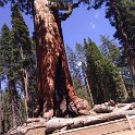 images/bike_usa_2019/giorno09-sequoie/89F28A00-1C96-4DEE-A2F9-2511DD920F4D_1_105_c-thumb.jpeg