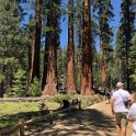 images/bike_usa_2019/giorno09-sequoie/8AF320BD-A65C-4A48-9A1C-C492A7993F09_1_105_c-thumb.jpeg