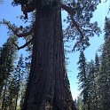 images/bike_usa_2019/giorno09-sequoie/8C1E3223-F4D2-4261-97B0-E3946BC19A72_1_105_c-thumb.jpeg