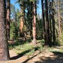 images/bike_usa_2019/giorno09-sequoie/9023E668-01A8-42AD-8532-9A7AB01C73E3_1_105_c-thumb.jpeg