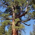 images/bike_usa_2019/giorno09-sequoie/93D8C414-41F6-4654-8216-AC89044D1A58_1_105_c-thumb.jpeg