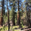 images/bike_usa_2019/giorno09-sequoie/99530F73-AA88-4A52-8923-8E5F59690D2C_1_105_c-thumb.jpeg