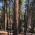 images/bike_usa_2019/giorno09-sequoie/9983038F-334D-473A-9F00-CF19DEFF3001_1_105_c-thumb.jpeg