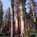 images/bike_usa_2019/giorno09-sequoie/9F2EA5BF-C80A-4061-B803-4FE6808F76BF_1_105_c-thumb.jpeg