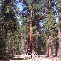 images/bike_usa_2019/giorno09-sequoie/A702F083-4B7E-420E-B97D-5C7954588A09_1_105_c-thumb.jpeg