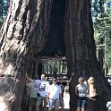 images/bike_usa_2019/giorno09-sequoie/A971029A-EEA3-4E6C-B29C-D00AB1784FAB_1_105_c-thumb.jpeg